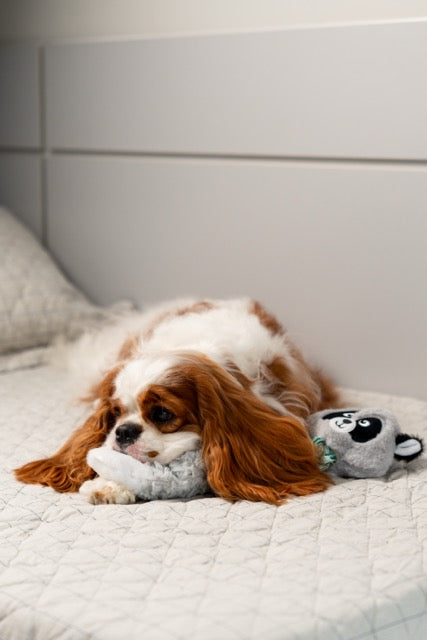 Brinquedo de Pelúcia – Guaxinim para Cães