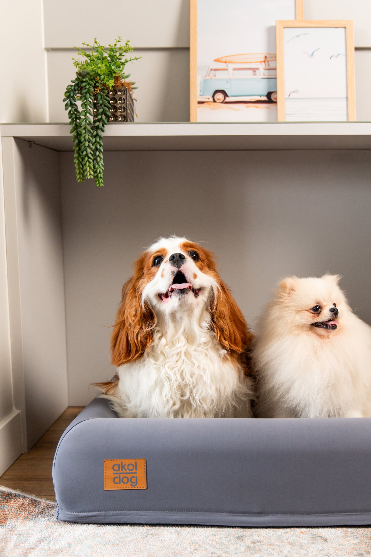 Cama Akol Dog