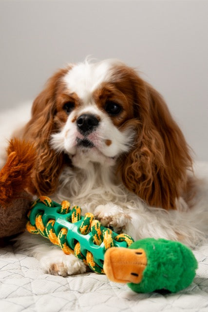 Brinquedo de Pelúcia – Pato para Cães